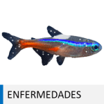 Pez de acuario enfermo