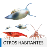 Otros habitantes de acuario: caracoles y gambas