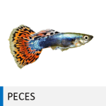 Pez de acuario guppy