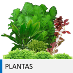 Plantas de acuario tropical