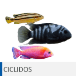 Alimentación para cíclidos