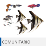 Alimentación para peces de acuario comunitario