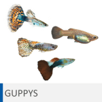 Alimentación para guppys