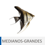 Alimentación para peces medianos y grandes