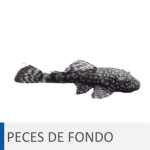 Alimentación para peces de fondo