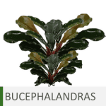 Plantas de acuario bucephalandras