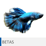 Alimentación para betas