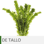Plantas de acuario de tallo