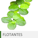 Plantas flotantes de acuario
