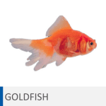 Alimentación para goldfish y peces de agua fría