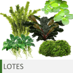 Plantas de acuario por lotes
