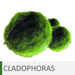 Plantas de acuario cladophoras