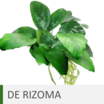 Plantas de acuario de rizoma