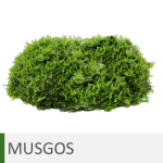 Plantas de acuario musgos