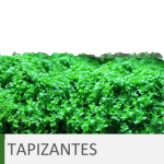 Plantas de acuario tapizantes