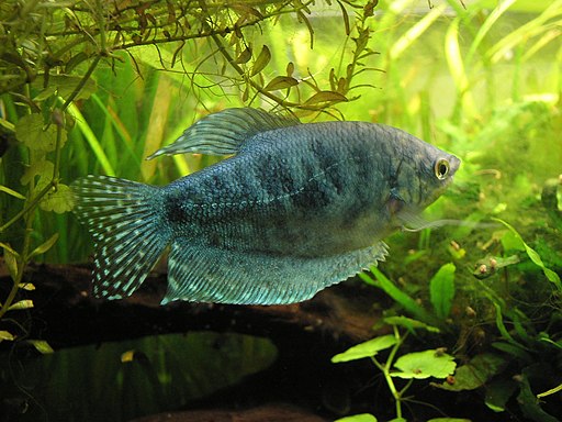 Gurami Oro - Trichogaster trichopterus