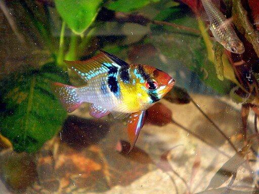 Ramirezi - Microgeophagus Ramirezi