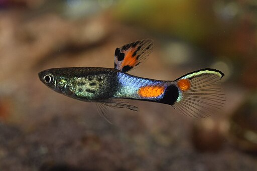Guppy endler - poecilia wingei