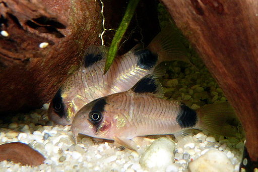 Coridors panda - corydoras panda