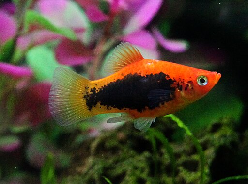 Platy Rojo - xiphophorus maculatus
