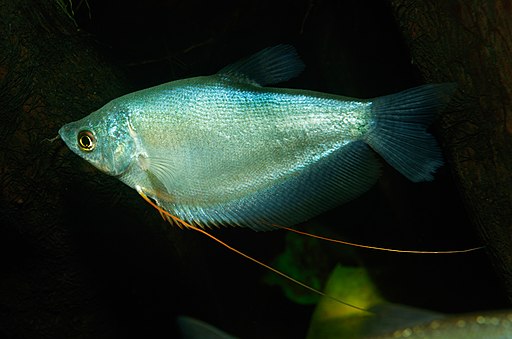 Gurami Plata - Trichogaster microlepis