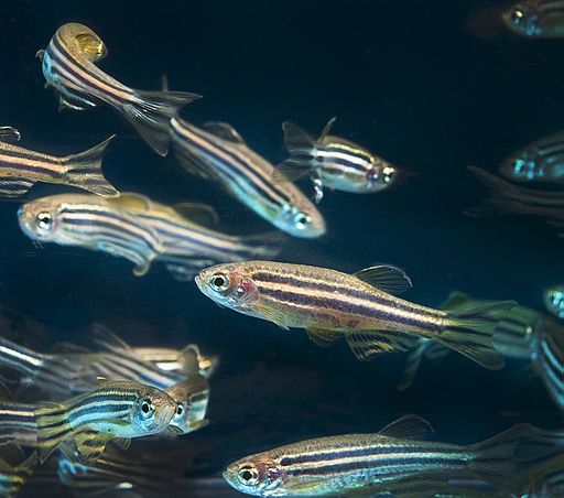 Pez Cebra - Brachydanio rerio, Danio rerio