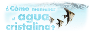 Mantener el agua del acuario cristalina