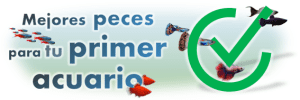 Mejores peces para tu primer acuario