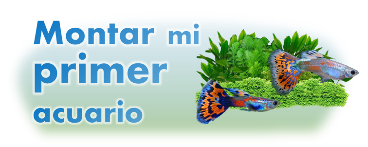 Guía rápida. Cómo montar mi primer acuario