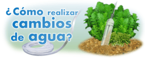 Realizar cambios de agua en el acuario