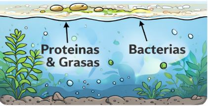 Acuario con pelicula de grasa en la superficie