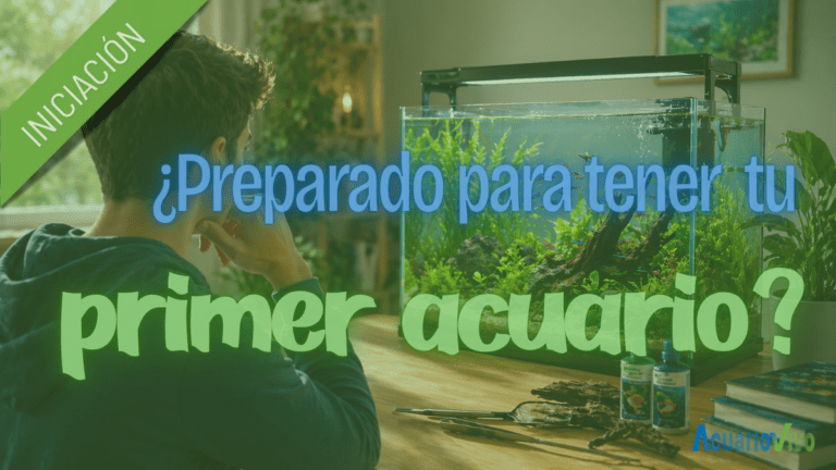 Curso acuariofilia estar preparado para tener tu primer acuario