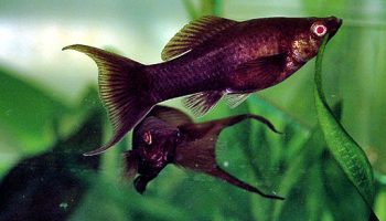 Molly Lira Negro - poecilia sphenops