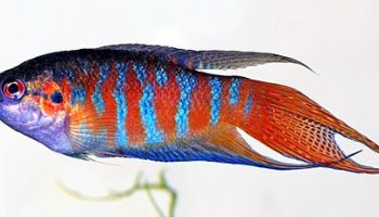 Pez paraíso - macropodus opercularis