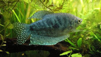 Gurami Oro - Trichogaster trichopterus