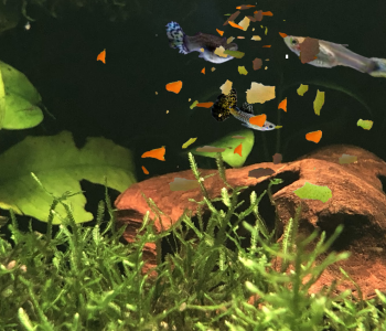 Guppys acuario exceso de comida