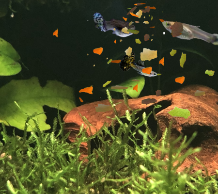 Guppys acuario exceso de comida
