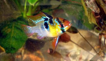 Ramirezi - Microgeophagus Ramirezi