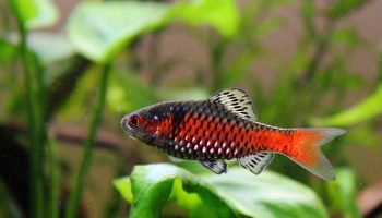 Barbo odessa - Pethia padamya