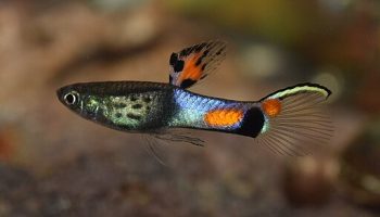 Guppy endler - poecilia wingei