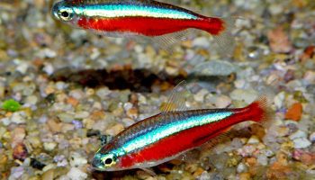 Neón Cardenal - paracheirodon axelrodi