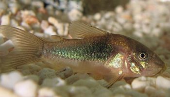 Coridora bronce - corydoras aeneus