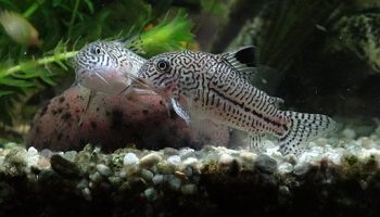 Coridora leopardo - corydoras julii