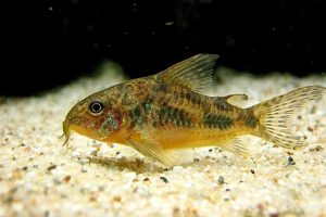 - Corydora Paleatus