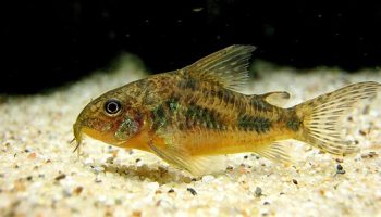 - Corydora Paleatus