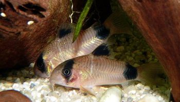 Coridors panda - corydoras panda