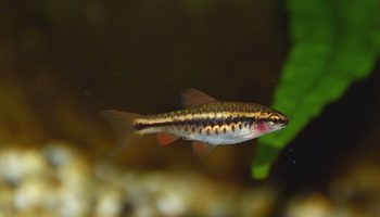 Barbo Cereza - puntius titteya