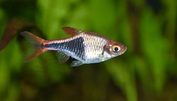 Rasbora Arlequín - trigonostigma heteromorpha