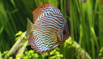 Pez disco - Symphysodon