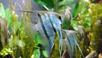 Escalar - pterophyllum scalare